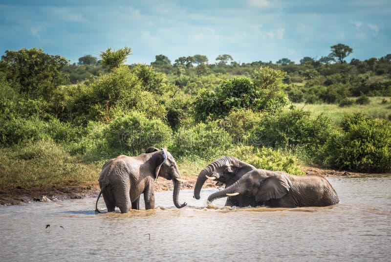 Junge Elefanten, die im Wasser, Nationalpark Kruger, S?dafrika spielen stockbilder Junge Elefanten, die im Wasser, Nationalpark Kruger, S?dafrika spielen stockbilder