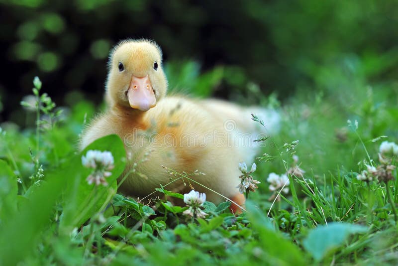 Junge Ente im Gras stockbild. Bild von hintergrund, frühling - 53484263