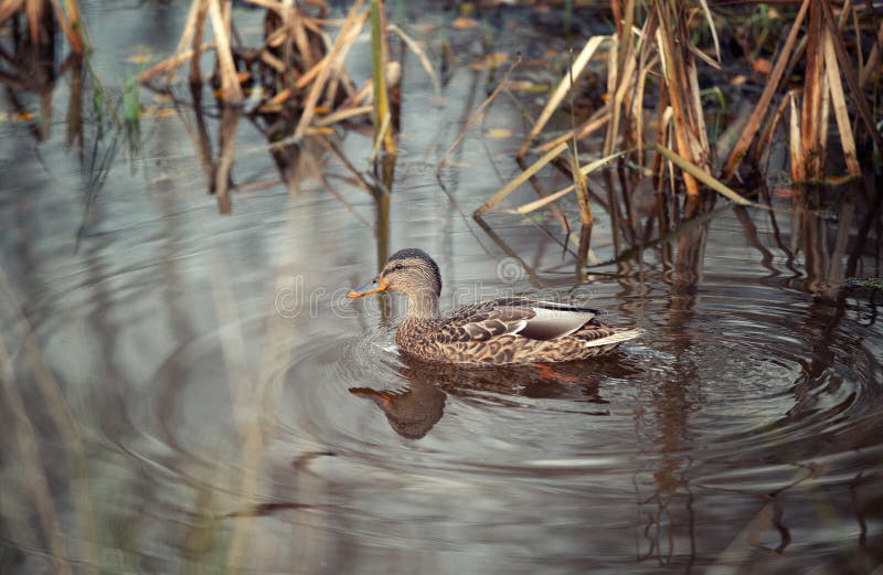 Junge Ente im Teich stockbild. Bild von nahaufnahme - 162586227
