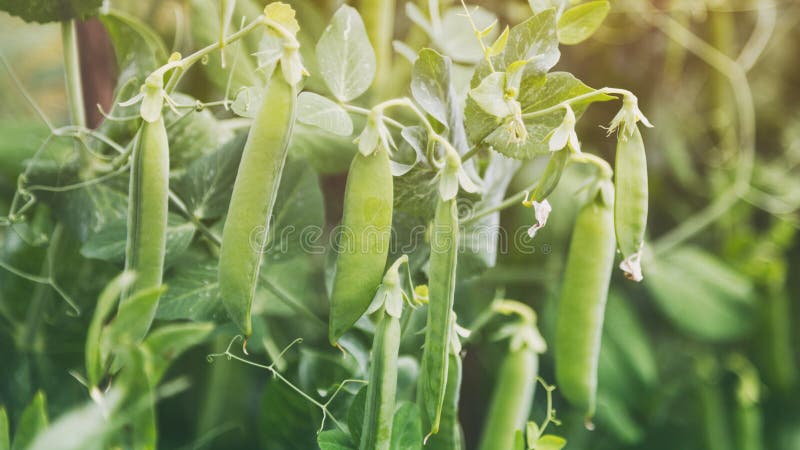 Junge Erbsen, Die Im Garten Wachsen Stockfoto - Bild von gesund ...