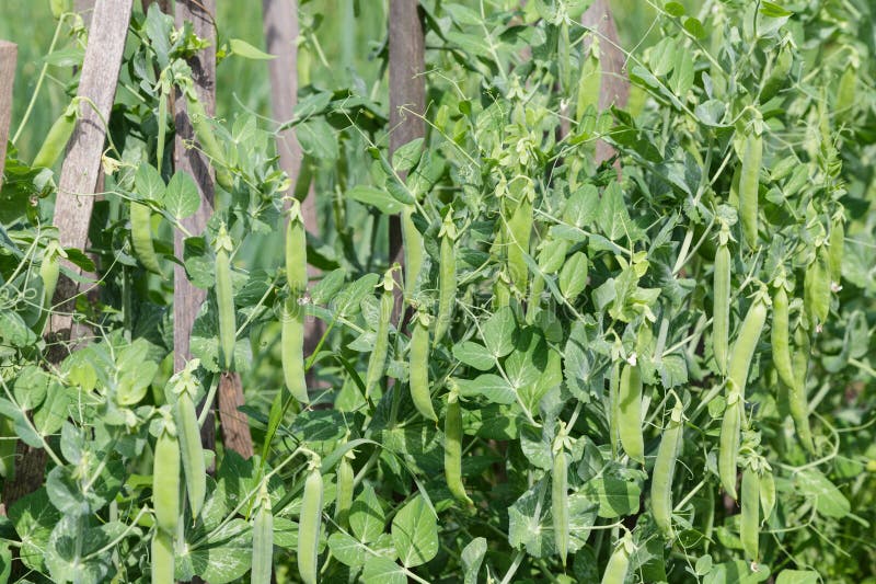 Junge Erbsen, Die Im Garten Wachsen Stockfoto Bild von gesund