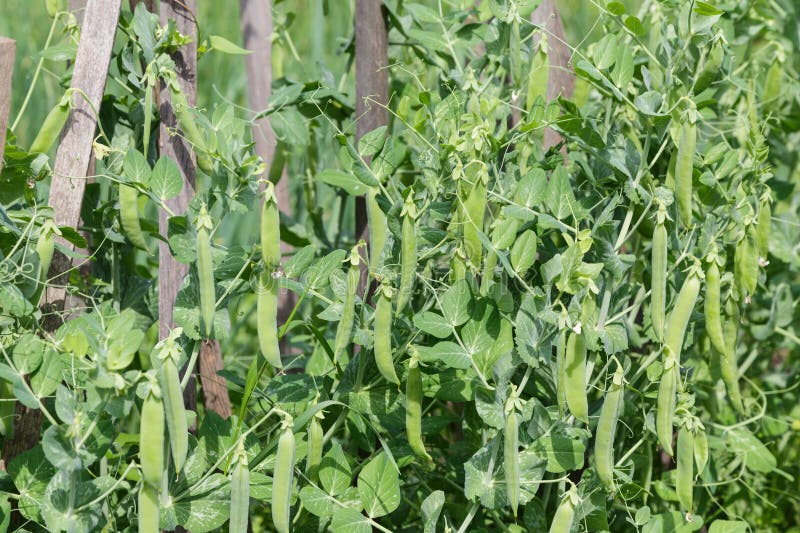 Junge Erbsen, Die Im Garten Wachsen Stockfoto - Bild von gesund ...