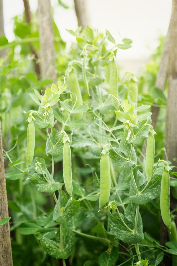 Junge Erbsen, Die Im Garten Wachsen Stockfoto - Bild von gesund ...