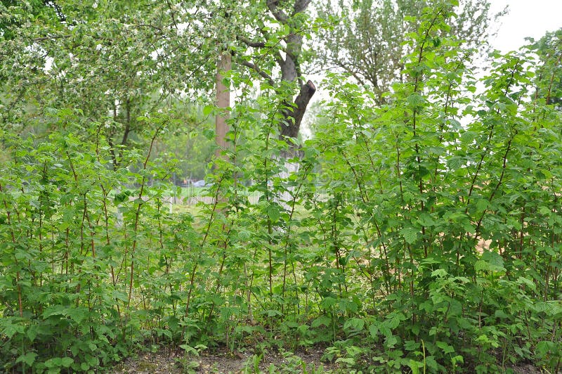 Junge Fr?hlings-Gr?nhimbeerst?cke wachsen im Garten stockfotografie Junge Fr?hlings-Gr?nhimbeerst?cke wachsen im Garten stockfotografie