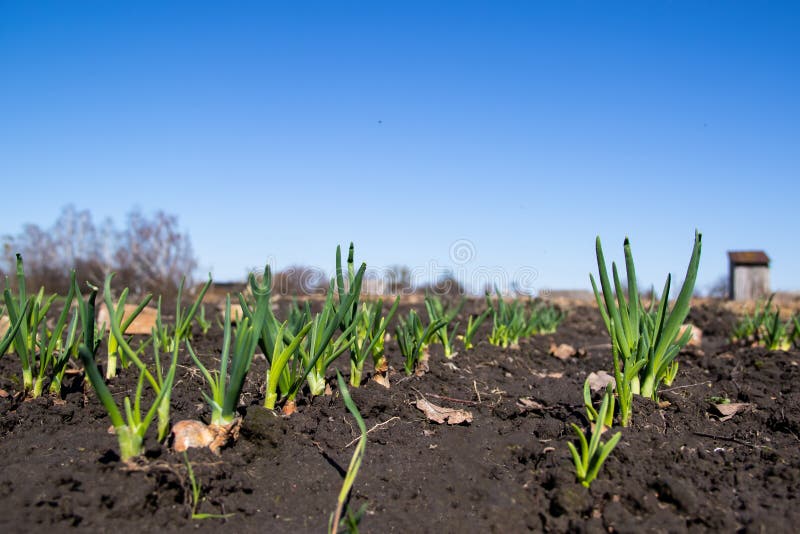 Junge Frühlingszwiebel gekeimt auf dem Feld und blauen dem Frühlingshimmel im Hintergrund stockfotos Junge Frühlingszwiebel gekeimt auf dem Feld und blauen dem Frühlingshimmel im Hintergrund stockfotos