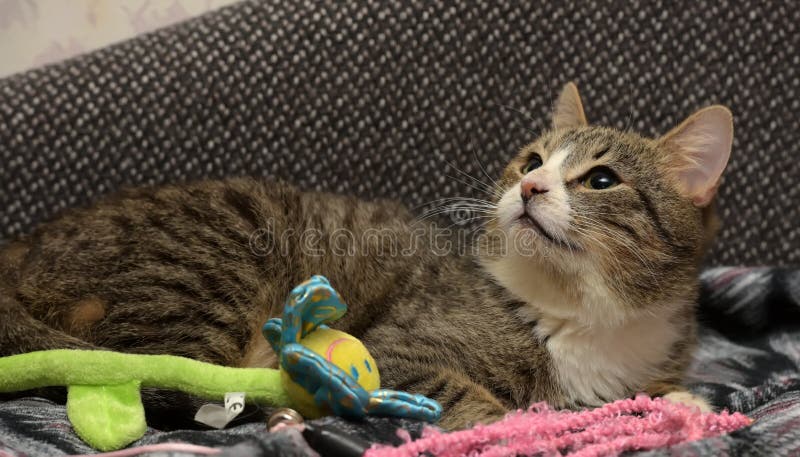 Junge getigerte Katze lizenzfreie stockfotografie Junge getigerte Katze lizenzfreie stockfotografie