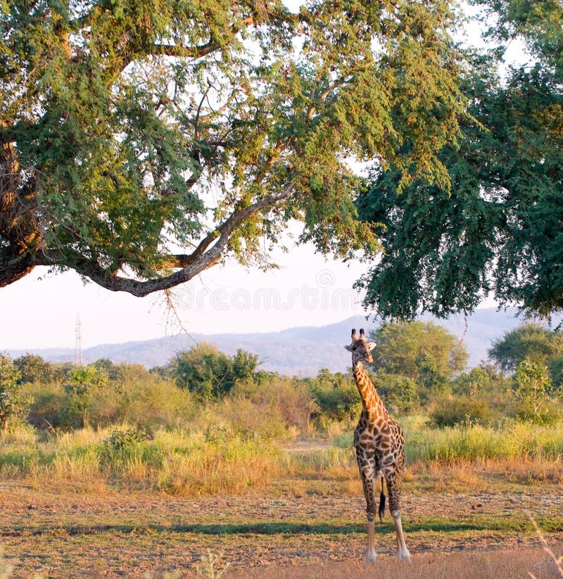 Junge Giraffe im Hinterland im Sambia