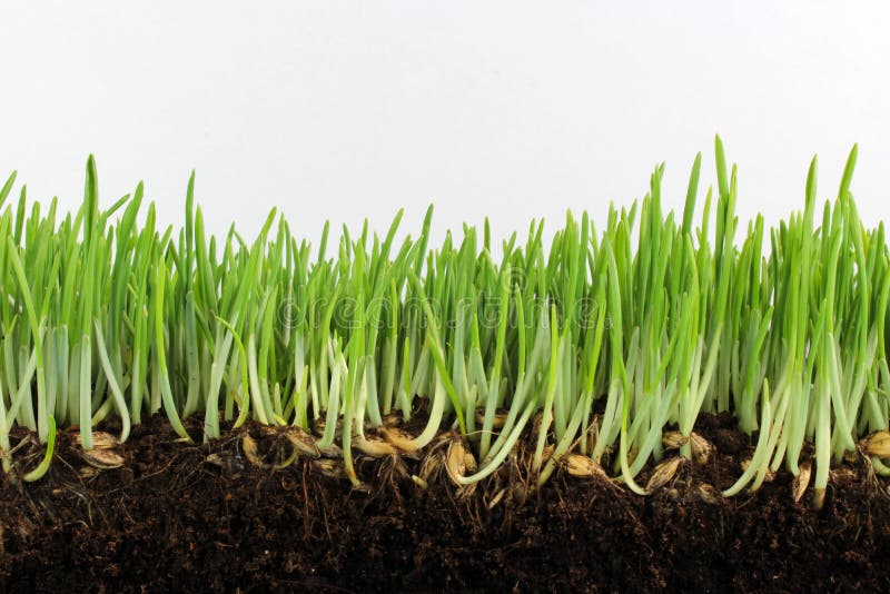 Junge grüne Gerste mit Samen und Wurzeln lizenzfreie stockfotos Junge grüne Gerste mit Samen und Wurzeln lizenzfreie stockfotos