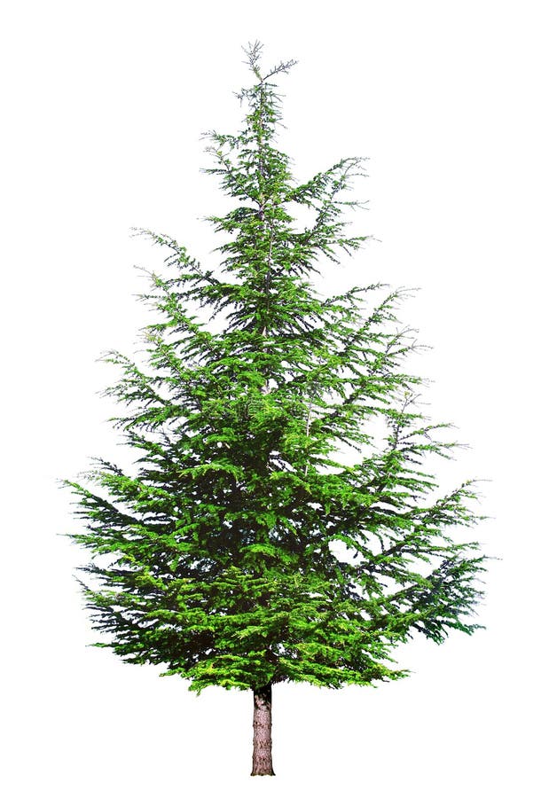 Conifers are decorative in isolated elements. Green cedar, Himalayan cedar or Lebanon. Conifers are decorative in isolated elements. Green cedar, Himalayan cedar or Lebanon.