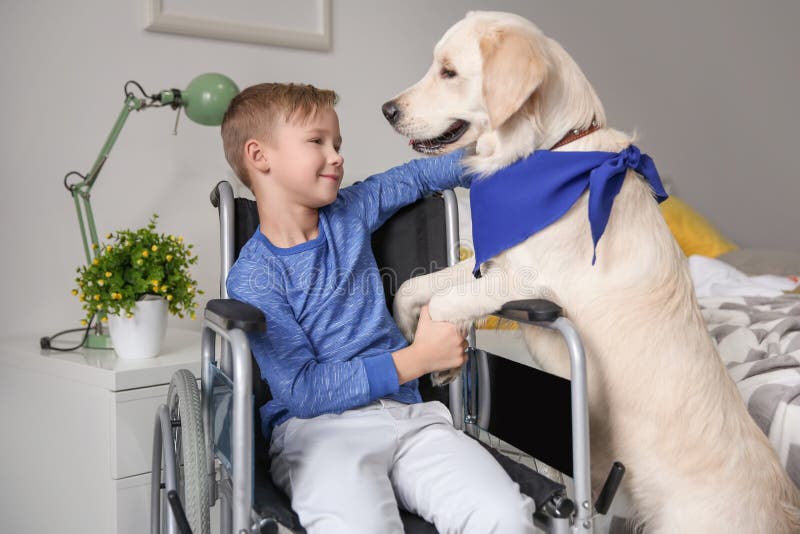Junge Im Rollstuhl Mit ServiceHund Stockbild Bild von hunde, zuhause
