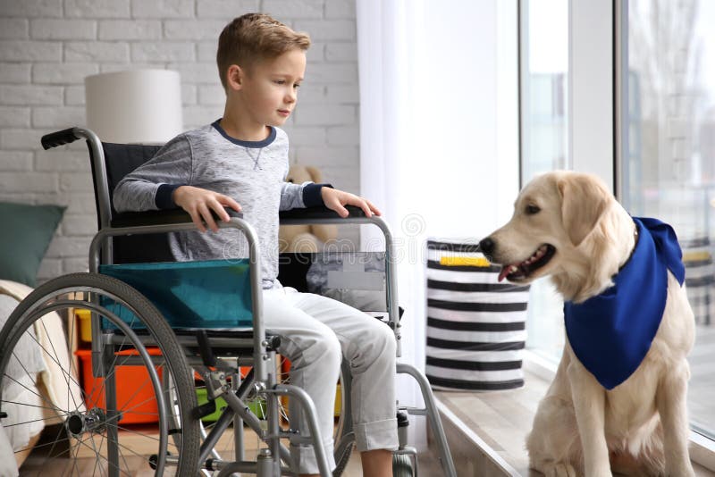 Junge Im Rollstuhl Mit ServiceHund Stockfoto Bild von junge, zuhause