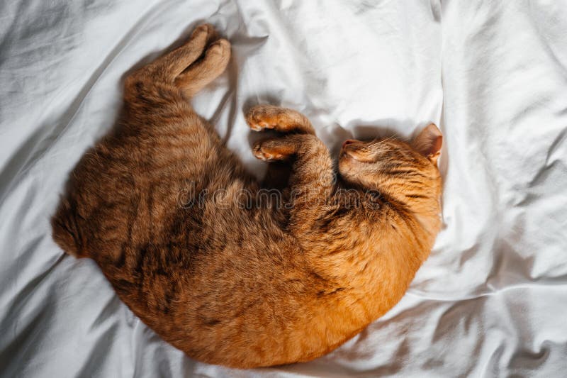 Junge Ingwerkatze schläft auf dem Bett stockfotos