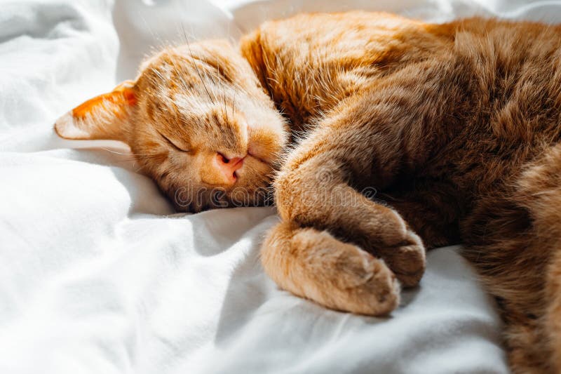 Junge Ingwerkatze schläft auf dem Bett lizenzfreie stockfotografie