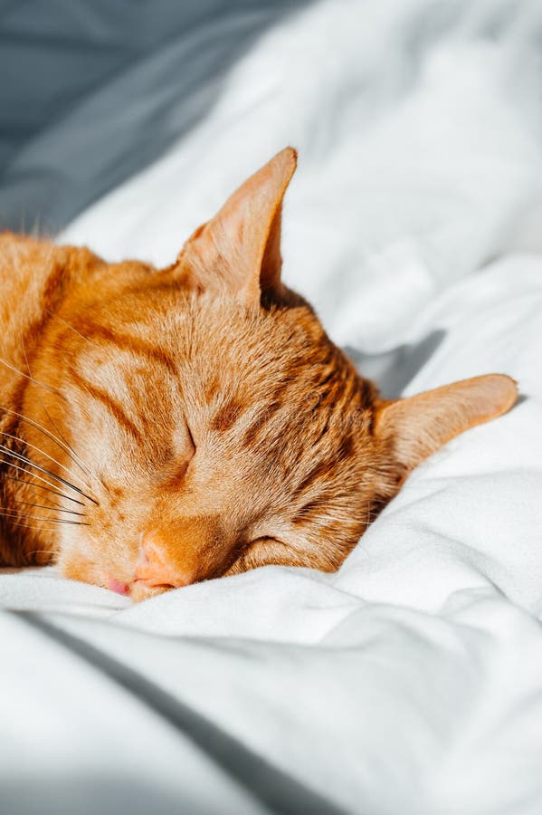 Junge Ingwerkatze schläft auf dem Bett lizenzfreie stockfotos