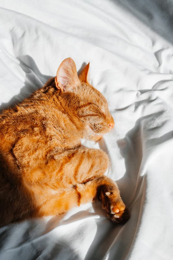 Junge Ingwerkatze schläft auf dem Bett stockbilder