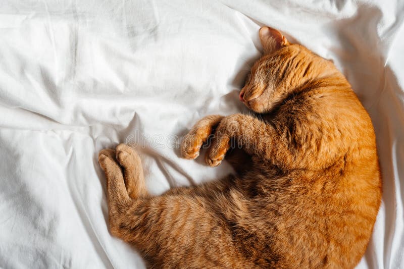 Junge Ingwerkatze schläft auf dem Bett stockfotos