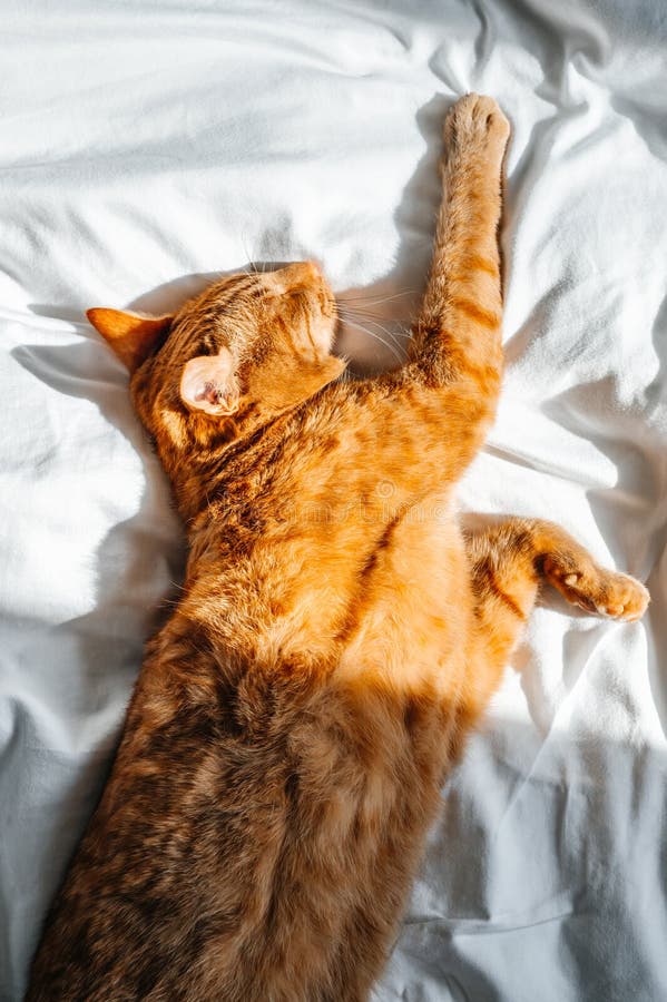 Junge Ingwerkatze schläft auf dem Bett lizenzfreies stockbild