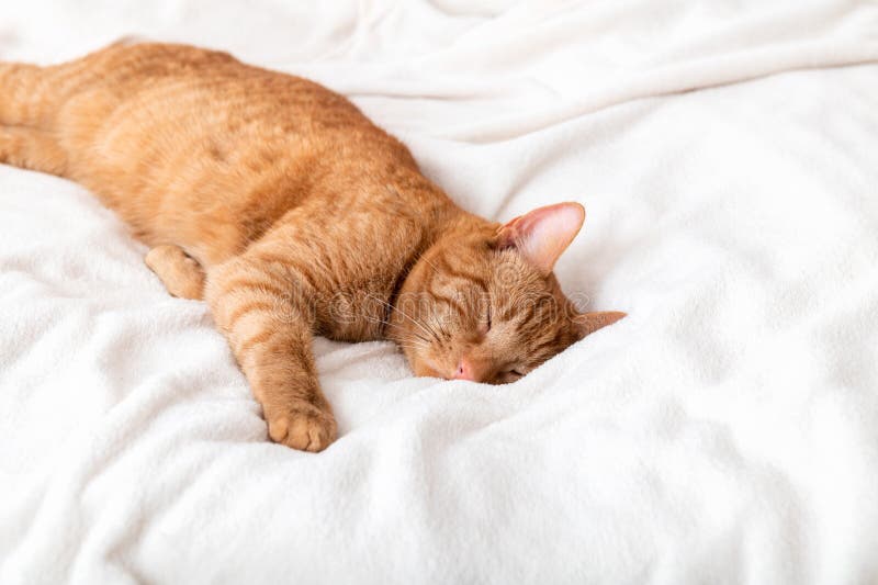 Junge Ingwerkatze schläft auf dem Bett stockbilder