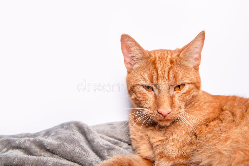 Junge Ingwerkatze schläft auf dem Bett lizenzfreies stockbild