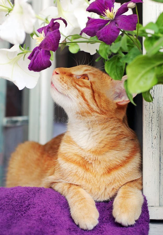 Junge Ingwerkatze schnüffelt eine Blume stockfotos