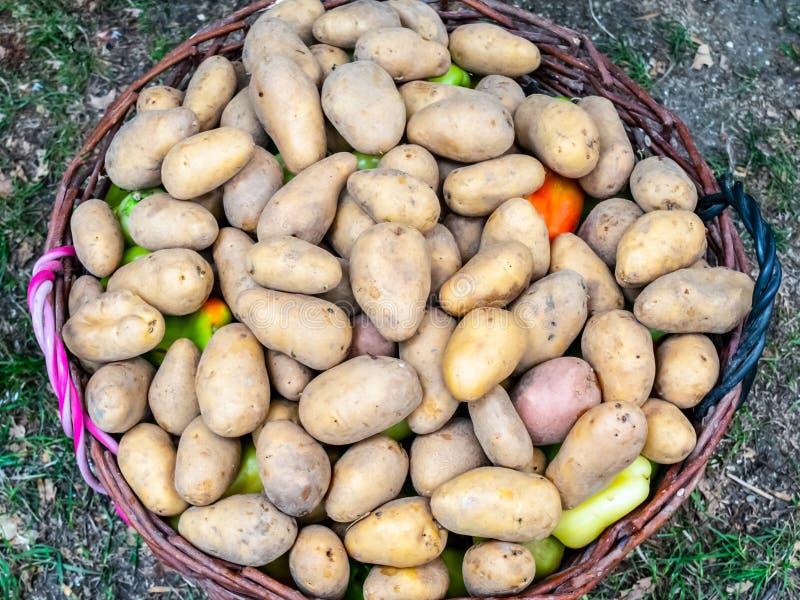 Junge Kartoffeln in Einem Korb Kartoffel Stockfoto - Bild von ...