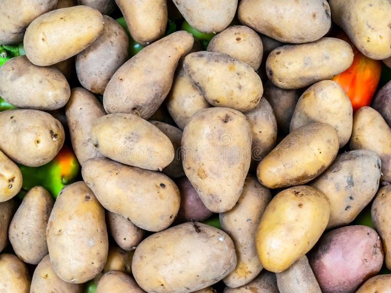 Junge Kartoffeln in Einem Korb Kartoffel Stockfoto - Bild von ...