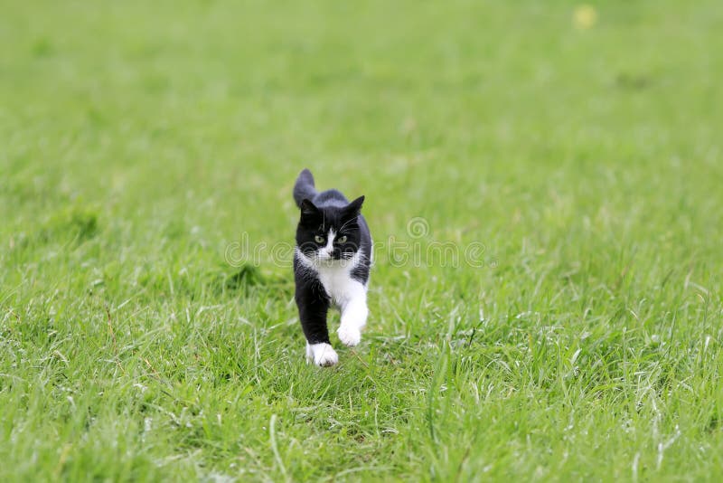 junge Katze, die auf einer grünen saftigen Wiese läuft stockfotografie junge Katze, die auf einer grünen saftigen Wiese läuft stockfotografie