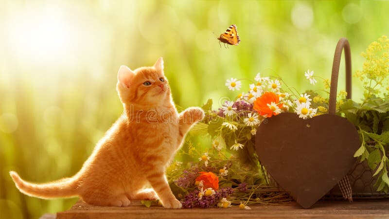 Junge Katze und Schmetterling mit medizinischen Kräutern stockfotografie Junge Katze und Schmetterling mit medizinischen Kräutern stockfotografie