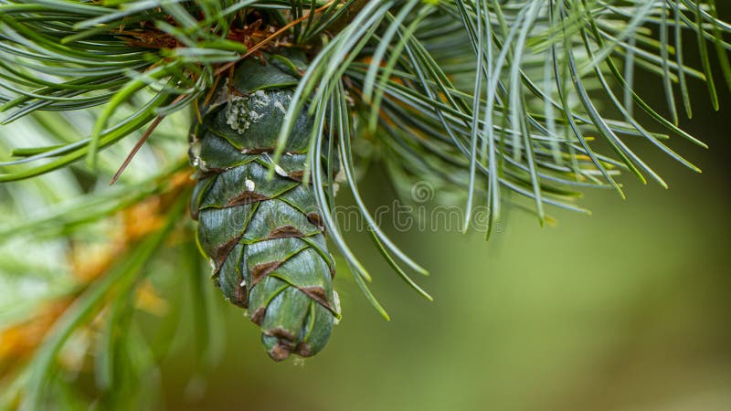Young pine cones, with drops of resin on the surface, background, branch, christmas, close, conifer, coniferous, evergreen, fir, foliage, forest, fresh, leaf, life, macro, nature, pinecone, plant, season, spring, spruce, still, tree, up, winter, arboretum, bough, bud, bush, california, cedar, grow, holidays, isolated, morton, mountains, needles, outdoors, outside, oval, pinetree, ponderosa, seeds, symbol, twig, wood, brown, close-up. Young pine cones, with drops of resin on the surface, background, branch, christmas, close, conifer, coniferous, evergreen, fir, foliage, forest, fresh, leaf, life, macro, nature, pinecone, plant, season, spring, spruce, still, tree, up, winter, arboretum, bough, bud, bush, california, cedar, grow, holidays, isolated, morton, mountains, needles, outdoors, outside, oval, pinetree, ponderosa, seeds, symbol, twig, wood, brown, close-up