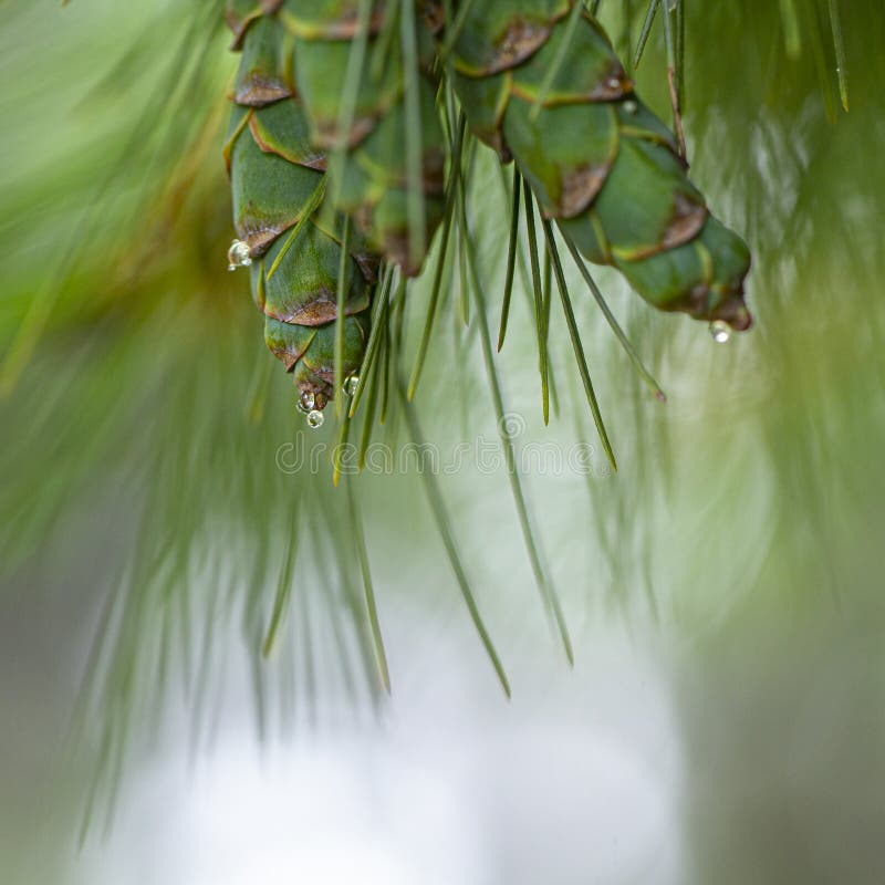 Young pine cones, with drops of resin on the surface, background, branch, christmas, close, conifer, coniferous, evergreen, fir, foliage, forest, fresh, leaf, life, macro, nature, pinecone, plant, season, spring, spruce, still, tree, up, winter, arboretum, bough, bud, bush, california, cedar, grow, holidays, isolated, morton, mountains, needles, outdoors, outside, oval, pinetree, ponderosa, seeds, symbol, twig, wood, brown, close-up. Young pine cones, with drops of resin on the surface, background, branch, christmas, close, conifer, coniferous, evergreen, fir, foliage, forest, fresh, leaf, life, macro, nature, pinecone, plant, season, spring, spruce, still, tree, up, winter, arboretum, bough, bud, bush, california, cedar, grow, holidays, isolated, morton, mountains, needles, outdoors, outside, oval, pinetree, ponderosa, seeds, symbol, twig, wood, brown, close-up