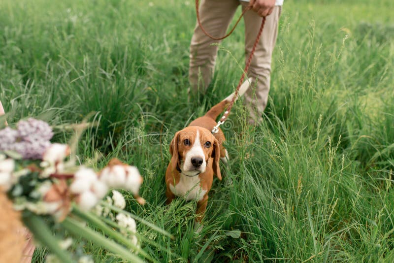 Junge liebevolle Paare, die Spaß und Betrieb auf dem grünen Gras auf dem Rasen mit ihrem geliebten inländischen Hunderasse Spürhu stockfoto Junge liebevolle Paare, die Spaß und Betrieb auf dem grünen Gras auf dem Rasen mit ihrem geliebten inländischen Hunderasse Spürhu stockfoto