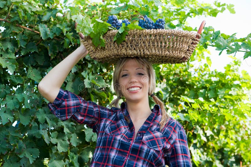 Young peasant woman bringing basket with grapes among the vineyards. Young peasant woman bringing basket with grapes among the vineyards