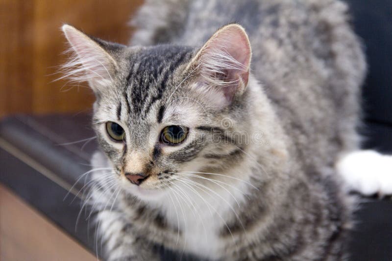 Junge Maine Coon Cat auf Schreibtisch lizenzfreie stockbilder Junge Maine Coon Cat auf Schreibtisch lizenzfreie stockbilder