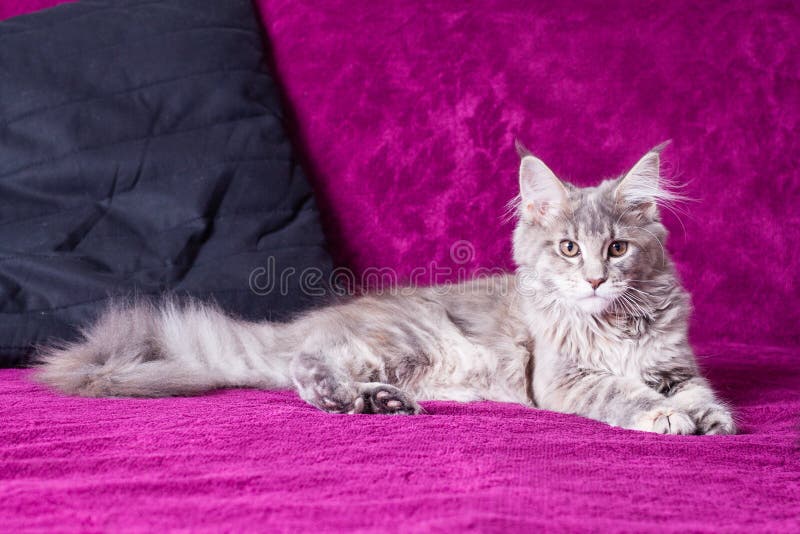 Junge Maine-Waschbärkatze lizenzfreie stockfotografie Junge Maine-Waschbärkatze lizenzfreie stockfotografie