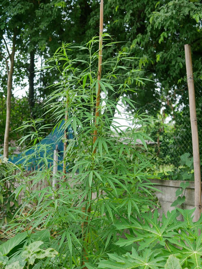 Cannabis Im Garten Gartengestaltung Idee