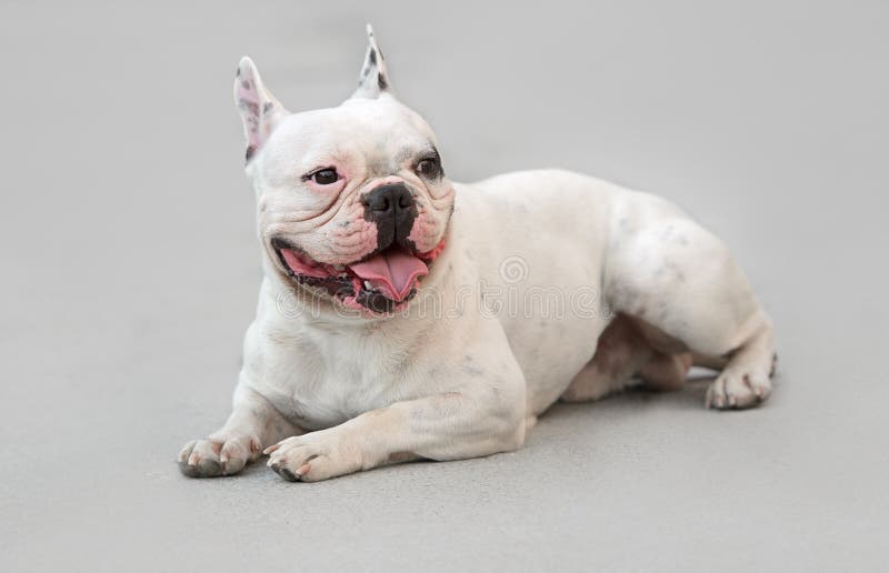 Junge männliche französische Bulldogge lizenzfreie stockfotografie Junge männliche französische Bulldogge lizenzfreie stockfotografie