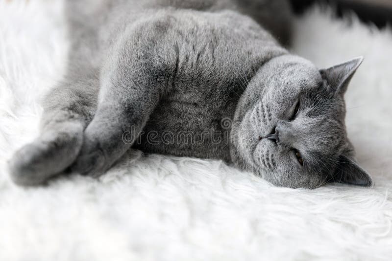 Young cute cat sleeping on cosy white fur. The British Shorthair pedigreed kitten with blue gray fur. Young cute cat sleeping on cosy white fur. The British Shorthair pedigreed kitten with blue gray fur