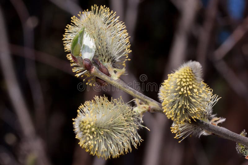 Junge Niederlassung der blühenden Pussyweide Früher Frühling lizenzfreies stockbild Junge Niederlassung der blühenden Pussyweide Früher Frühling lizenzfreies stockbild