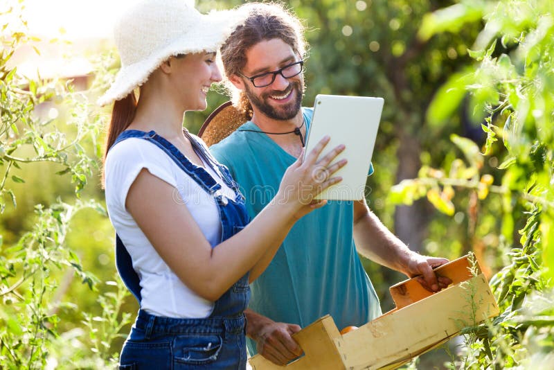Junge Paare des Gartenkünstlers, die frische Tomaten ernten und Erntezeit auf einer digitalen Tablette im Garten planen lizenzfreies stockbild Junge Paare des Gartenkünstlers, die frische Tomaten ernten und Erntezeit auf einer digitalen Tablette im Garten planen lizenzfreies stockbild