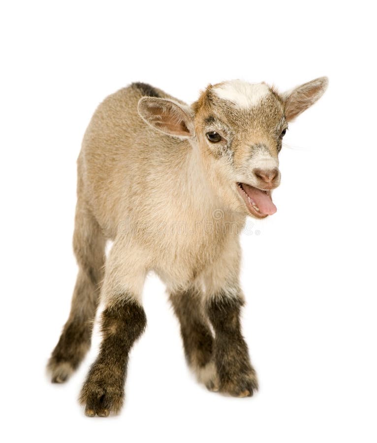 Young Pygmy goat in front of a white background. Young Pygmy goat in front of a white background