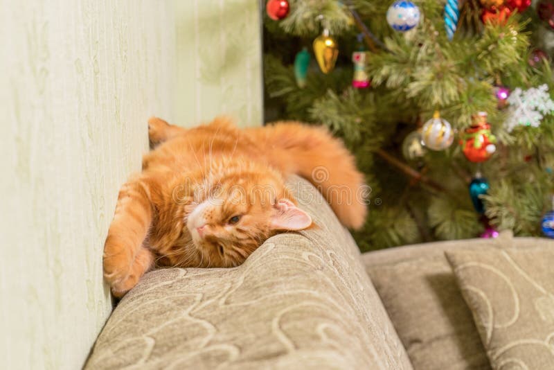 Junge rote Katze von Maine Coon-Zucht schlafend auf Sofa nahe d stockfoto Junge rote Katze von Maine Coon-Zucht schlafend auf Sofa nahe d stockfoto