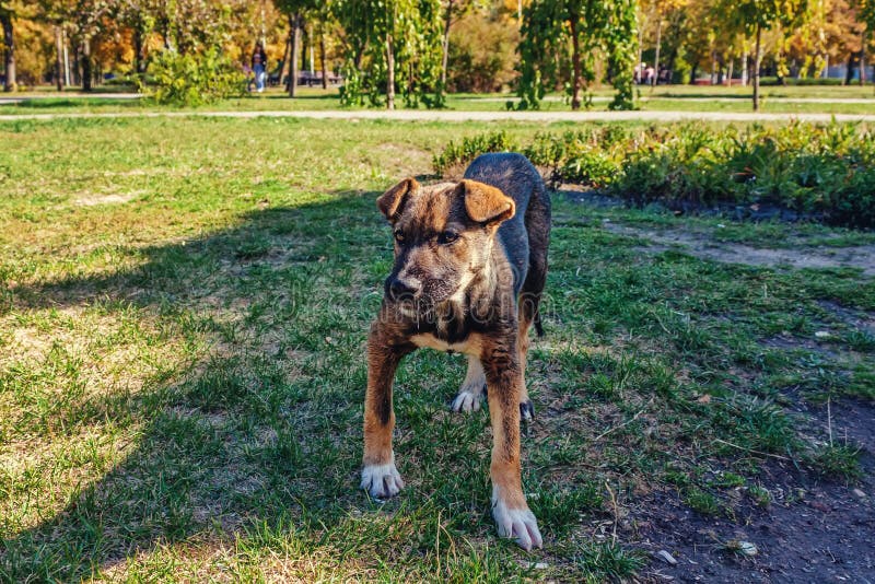 Junge streunende Hunde in der Stadt, die im Park spazieren gehen Verschwundenes Tier in der Großstadt stockfoto Junge streunende Hunde in der Stadt, die im Park spazieren gehen Verschwundenes Tier in der Großstadt stockfoto