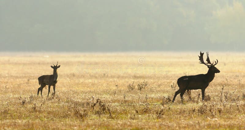 Junge und alte Bracherotwild stockfotografie Junge und alte Bracherotwild stockfotografie