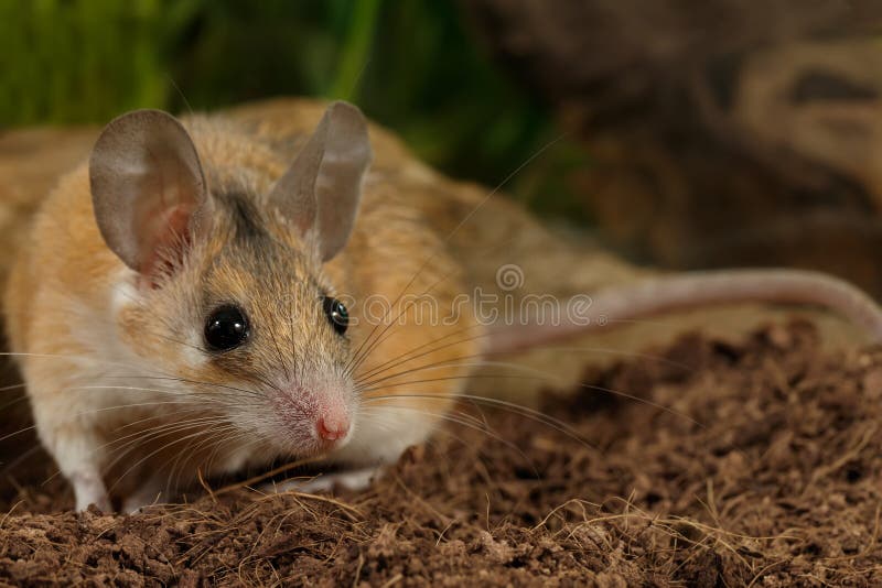 Junge weibliche stachelige Maus der Nahaufnahme jagt auf Insekt stockfotografie Junge weibliche stachelige Maus der Nahaufnahme jagt auf Insekt stockfotografie