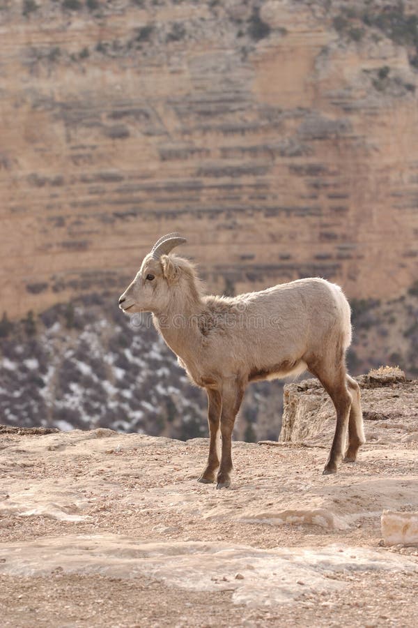 Young goat at Grand Canyon National Park. Young goat at Grand Canyon National Park