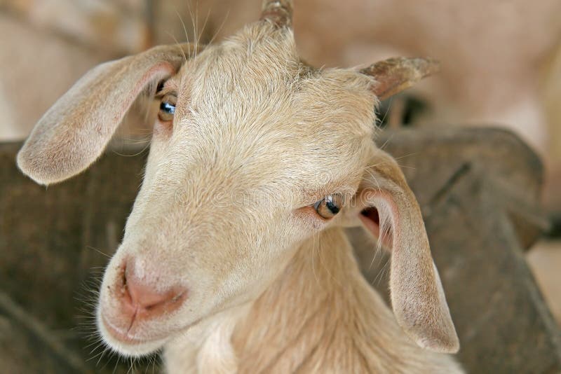 Close up of the head of a young billy goat. Close up of the head of a young billy goat