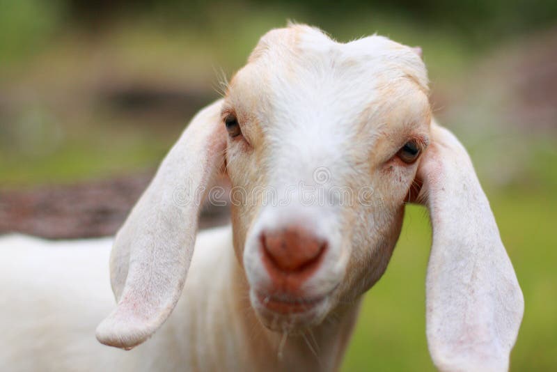 Young goat looking directly into the camera. Focus is on the eyes. Young goat looking directly into the camera. Focus is on the eyes.