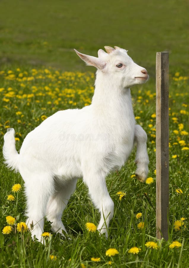 Young goat on flowery grass field. Young goat on flowery grass field