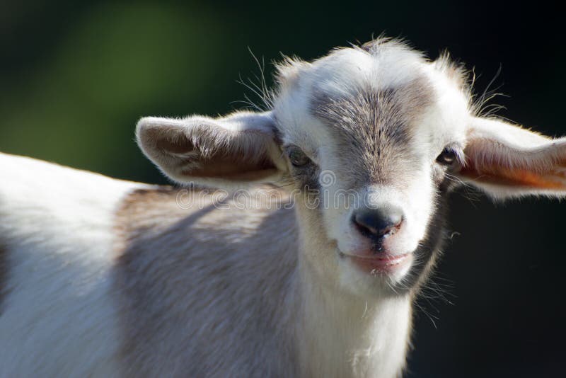 Close-up of a cute baby goat. Close-up of a cute baby goat