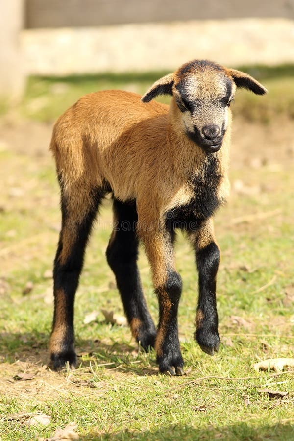 Cute young goat on green lawn at the farm. Cute young goat on green lawn at the farm